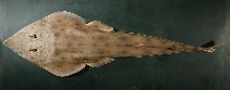 Image of Rhinobatos schlegelii (Brown guitarfish)