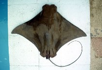 Image of Rhinoptera steindachneri (Pacific cownose ray)