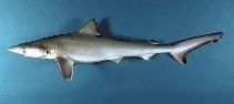 Image of Rhizoprionodon terraenovae (Atlantic sharpnose shark)