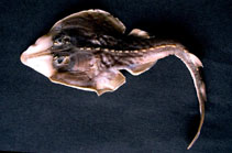 Image of Rhinobatos thouiniana (Shaw\