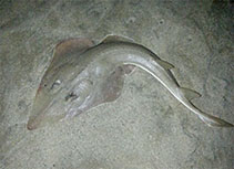 Image of Glaucostegus cemiculus (Blackchin guitarfish)