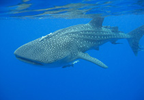 Image of Rhincodon typus (Whale shark)