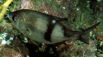 Image of Phanerodon vacca (Pile perch)