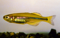 Image of Rheocles vatosoa 