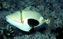 Image of Rhinecanthus verrucosus (Blackbelly triggerfish)