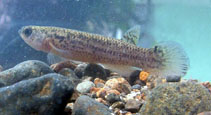 Image of Cynodonichthys isthmensis 