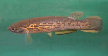 Image of Cynodonichthys isthmensis 