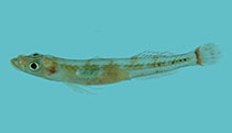 Image of Rotuma lewisi 