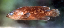 Image of Rypticus bicolor (Mottled soapfish)
