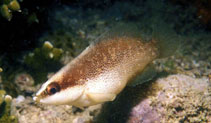 Image of Rypticus bistrispinus (Freckled soapfish)