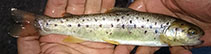 Image of Salmo abanticus 