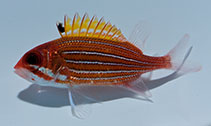 Image of Sargocentron bullisi (Deepwater squirrelfish)