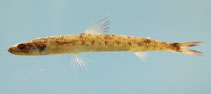 Image of Saurida caribbaea (Smallscale lizardfish)