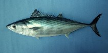 Image of Sarda chiliensis (Eastern Pacific bonito)