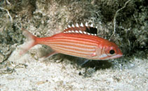 Image of Sargocentron coruscum (Reef squirrelfish)