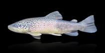Image of Salmo coruhensis (Coruh trout)
