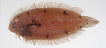 Image of Samariscus filipectoralis 