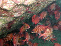 Image of Sargocentron hastatum (Red squirrelfish)