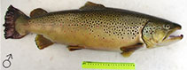 Image of Salmo labrax (Black Sea salmon)