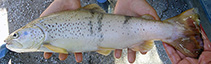 Image of Salmo labecula (Seyhan trout)