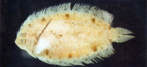 Image of Samariscus latus (Deep-body righteye flounder)