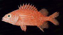 Image of Sargocentron lepros (Spiny squirrelfish)