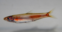Image of Sauvagella madagascariensis (Madagascar round herring)