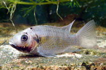 Image of Sarotherodon melanotheron (Blackchin tilapia)