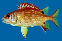 Image of Sargocentron melanospilos (Blackblotch squirrelfish)