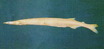 Image of Salangichthys microdon (Japanese icefish)