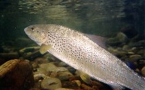 Image of Salmo obtusirostris (Adriatic trout)