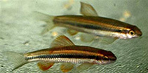 Image of Sarcocheilichthys parvus 
