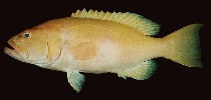 Image of Saloptia powelli (Golden grouper)