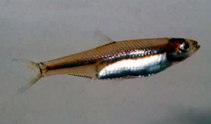 Image of Sauvagella robusta (Amboaboa round herring)