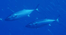 Image of Sarda sarda (Atlantic bonito)