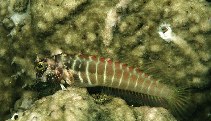 Image of Salarias segmentatus (Segmented blenny)