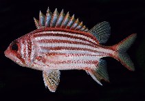 Image of Sargocentron seychellense (Yellow-tipped squirrelfish)