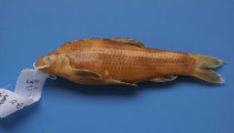 Image of Sarcocheilichthys sinensis (Chinese lake gudgeon)