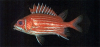 Image of Sargocentron spinosissimum (North Pacific squirrelfish)