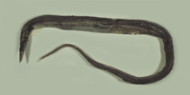 Image of Saurenchelys taiwanensis 
