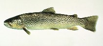 Image of Salmo trutta (Sea trout)
