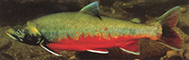 Image of Salvelinus umbla 