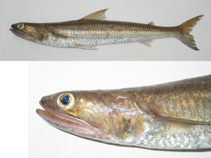 Image of Saurida wanieso (Wanieso lizardfish)
