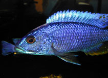 Image of Sciaenochromis ahli (Electric blue hap)