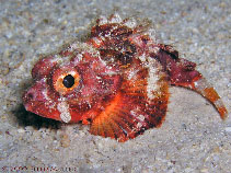 Image of Scorpaena albifimbria (Coral scorpionfish)
