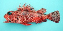 Image of Scorpaena angolensis (Angola rockfish)