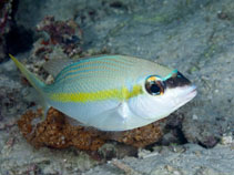 Image of Scolopsis aurata (Yellowstripe monocle bream)