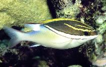 Image of Scolopsis bilineata (Two-lined monocle bream)