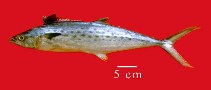 Image of Scomberomorus brasiliensis (Serra Spanish mackerel)