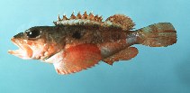 Image of Scorpaena calcarata (Smooth-head scorpionfish)